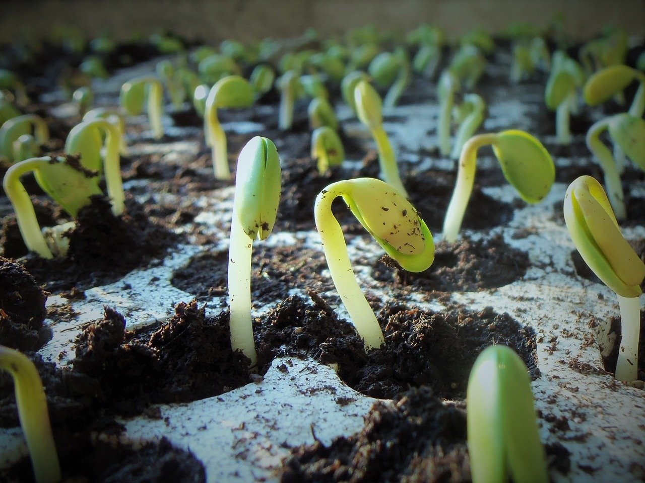 germinazione semi di canapa